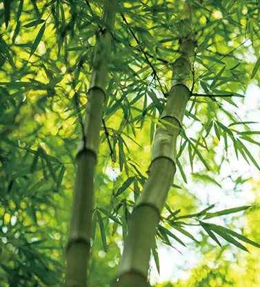 竹